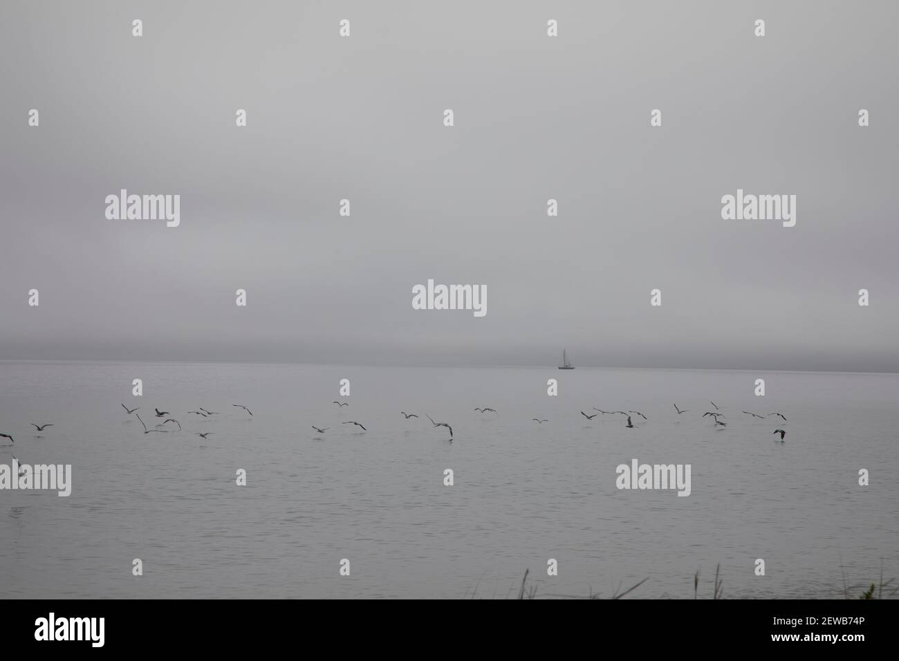 Eine Schar Möwen fliegen tief über dem Ozean mit Ein Segelboot schwimmt in der Ferne in Long Island NY USA Stockfoto