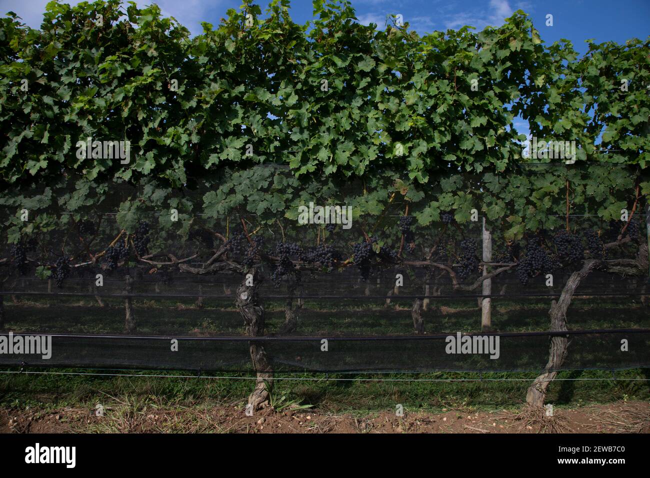 Eine Reihe von roten Weinreben mit Bewässerungssystem auf Ein Weinberg auf Long Island New York USA Stockfoto