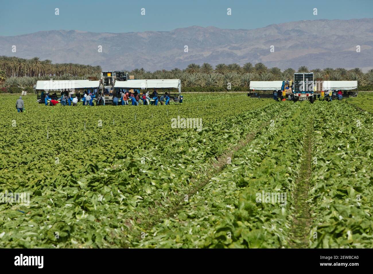 Feldarbeiter ernten & verpacken Bio-Romainsalat 'Lactuca sativa', Dattelpalmenplantage im Hintergrund. Stockfoto