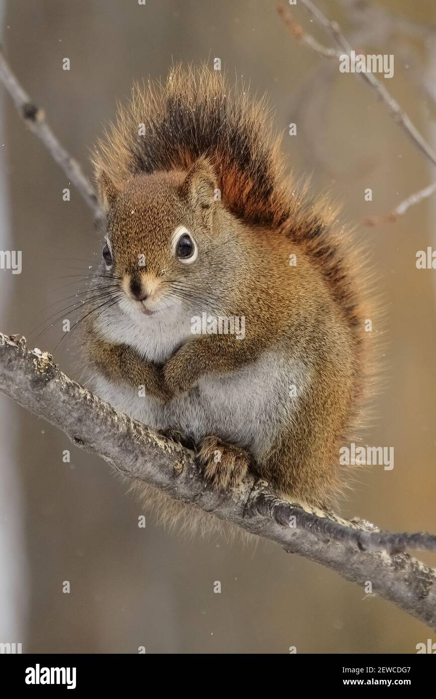 Rotes Eichhörnchen sitzt auf einem Baum Zweig Porträt Stockfoto