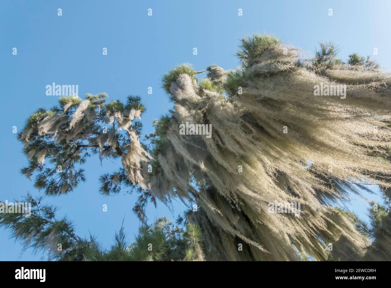 Old man's Beard USNEA Flechten auf Baum in San Antonio de Areco, Buenos Aires Province, Argentinien Stockfoto