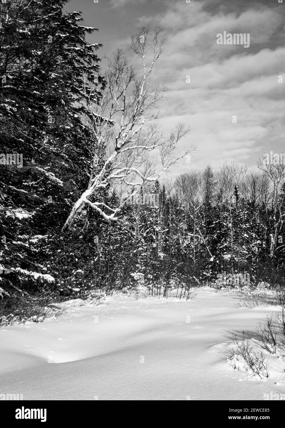 Monochrom von einem schneebedeckten Wald Stockfoto