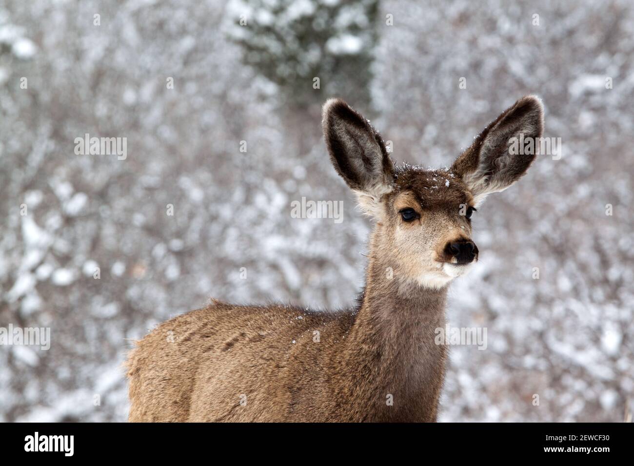 Porträt eines wachen jungen Maultierhirsches im Schnee Stockfoto