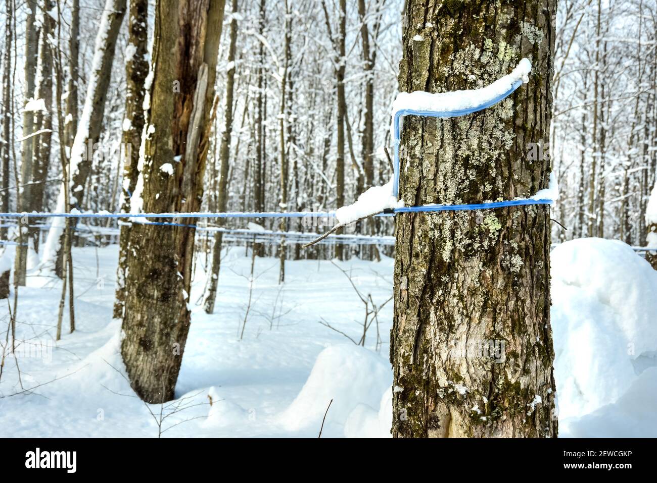 Ahornwasserschlauch in einem verschneiten Ahornwald im Winter Stockfoto