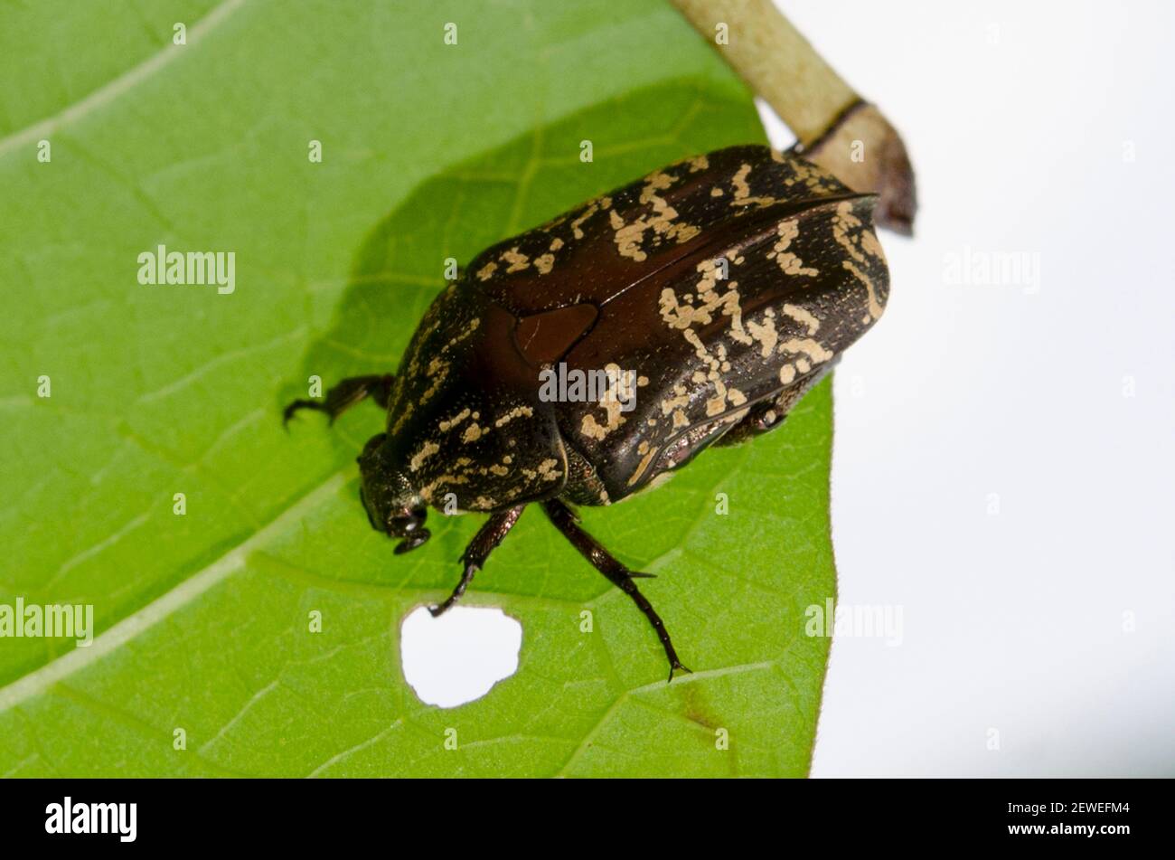 Flower Chafer Beetle, Scarabaeidae Familie, Fütterung auf Blatt, Saba, Bali, Indonesien Stockfoto