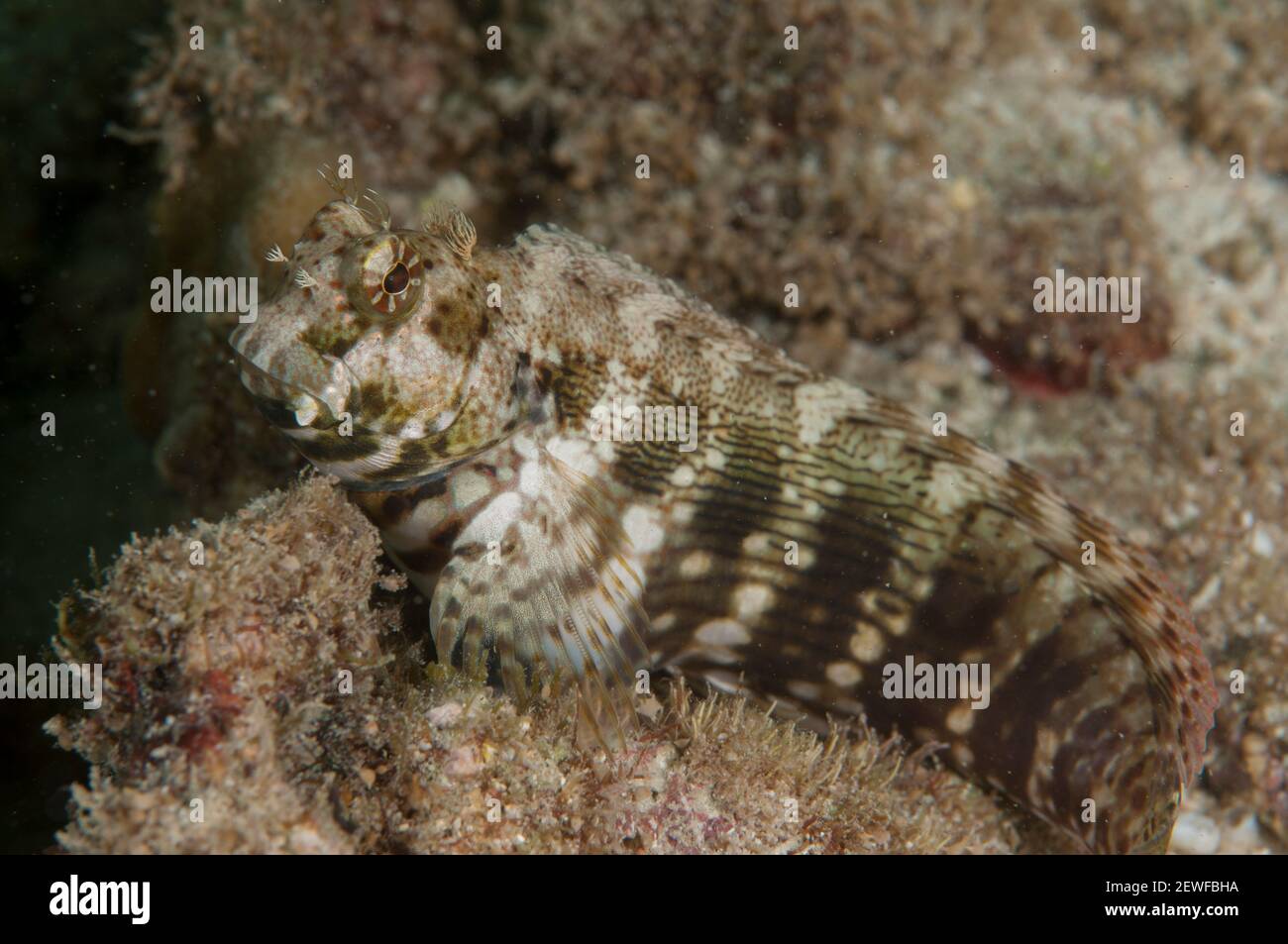 Schmuckblenny, Salarias fasciatus, Maluku Divers House Reef Tauchplatz; Ambon, Indonesien Stockfoto