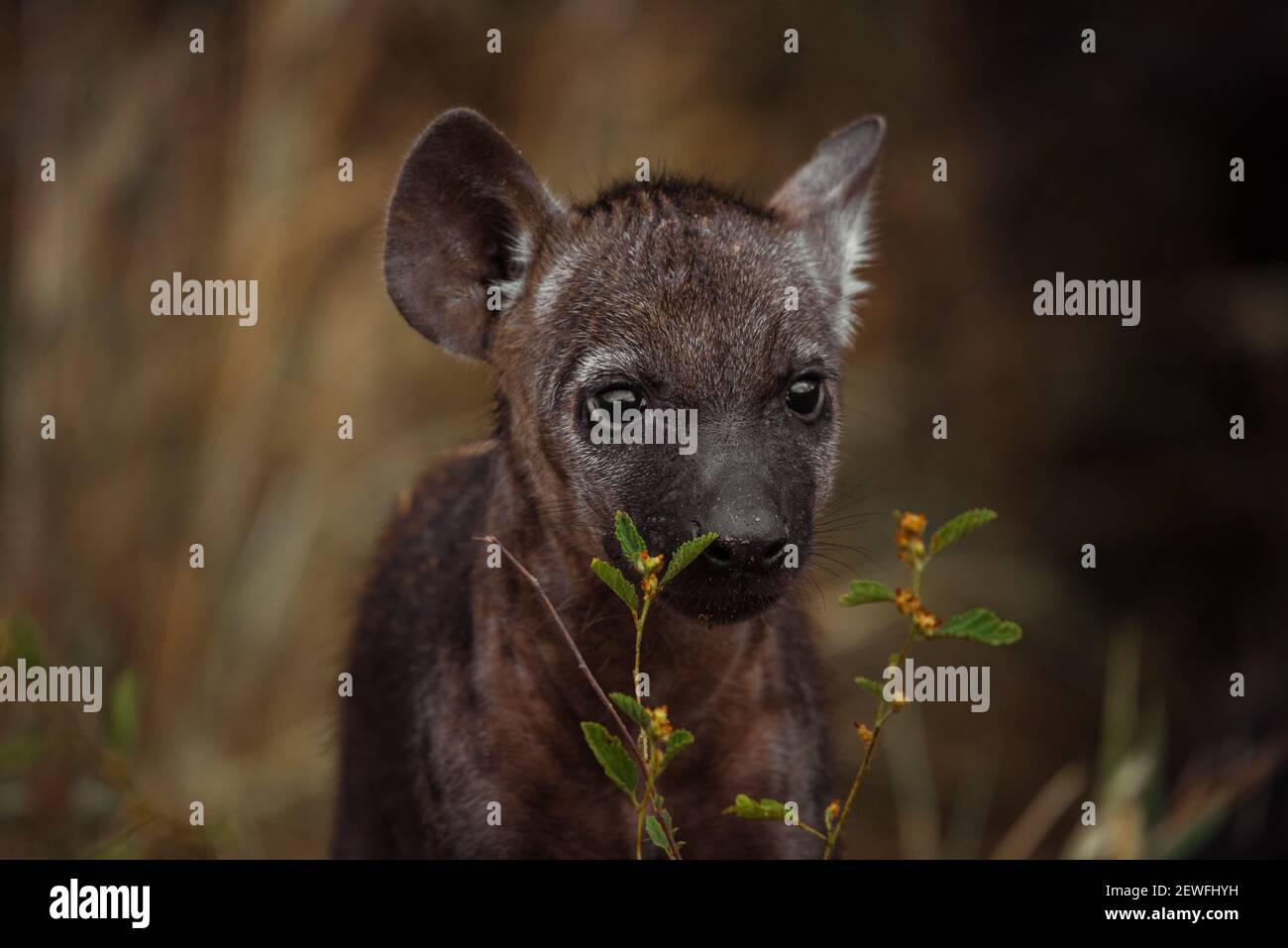 Spotted Hyena Cub - Kruger National Park; Südafrika; 15/12/2020 Stockfoto
