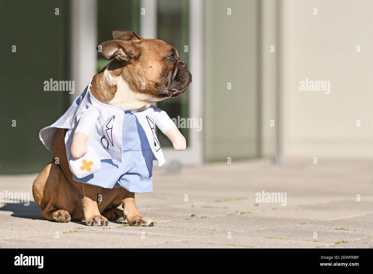 Dog doctor costume -Fotos und -Bildmaterial in hoher Auflösung – Alamy