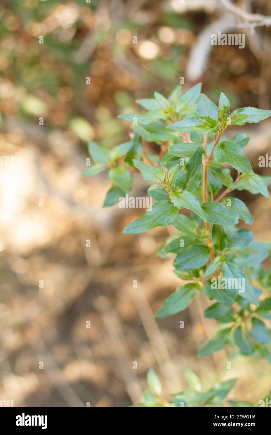 Distal akute proximal abgerundete Blätter von Kletterpenstemon, Keckiella Cordifolia, Plantaginaceae, einheimischer Strauch im Topanga State Park, Winter. Stockfoto