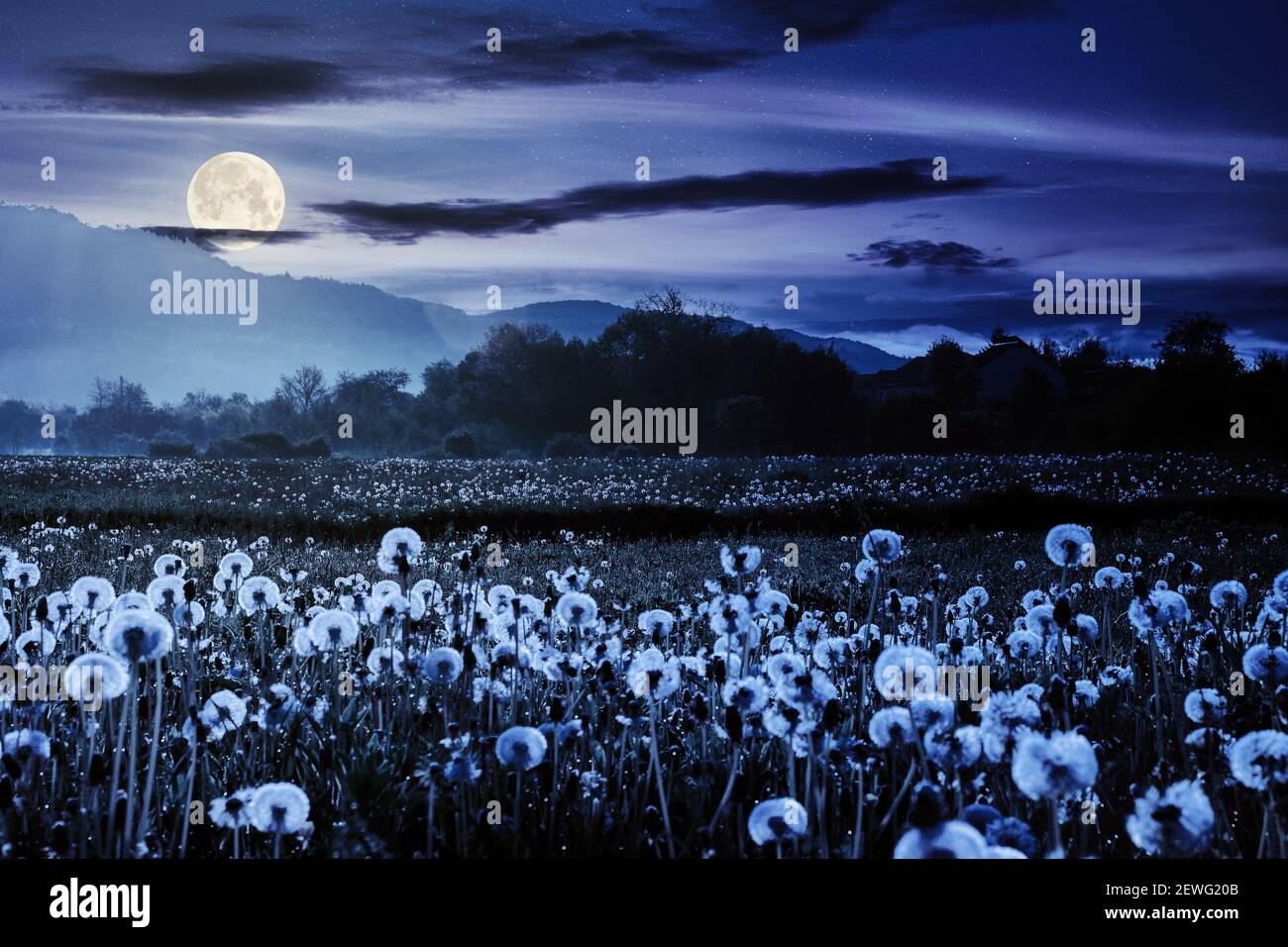 Löwenzahn Feld in ländlicher Landschaft bei Nacht. Schöne Naturlandschaft mit blühenden Unkraut im Vollmondlicht. Wolken am Himmel über der fernen Moun Stockfoto