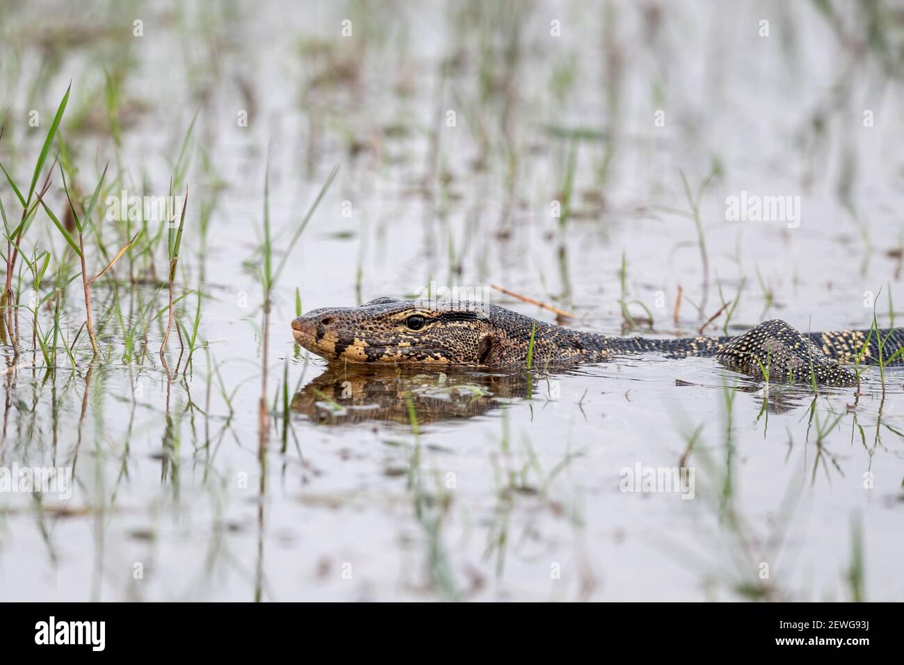 Der asiatische Wassermonitor (Varanus-Salvator), auch gewöhnlicher Wassermonitor genannt, ist eine große Varanideneidechse, die in Süd- und Südostasien beheimatet ist. Stockfoto