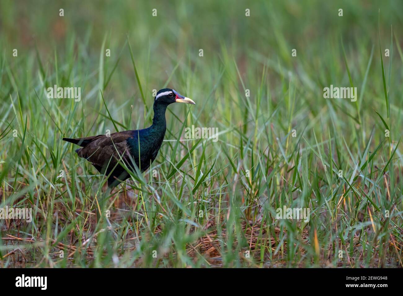 Der bronzegeflügelte Jacana (Metopidius indicus) ist ein Watvogel aus der Familie der Jacanidae. Es ist in Süd- und Südostasien zu finden. Stockfoto