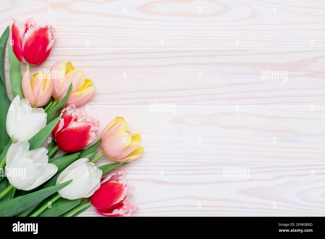 Happy Birthday Rahmenbordüre, Tulpenstrauß auf weißem Holzhintergrund, Blumengrußkarte, bunte festliche Vorlage mit Kopierraum. Feder c Stockfoto