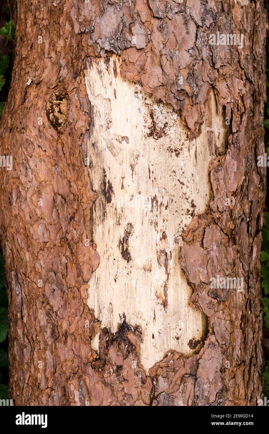 Baumrinde, abstrakte Nahaufnahme von rauer Oberfläche, Struktur, Muster, alt, Jahrgang, Grunge, Holzhintergrund, Holz, Deutschland, Europa Stockfoto