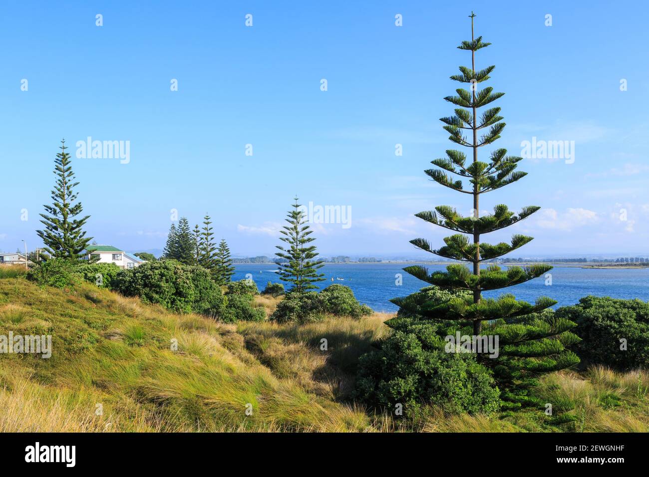 Junge Norfolk Island Kiefern wachsen an der Küste am Pukehina Beach, Neuseeland Stockfoto