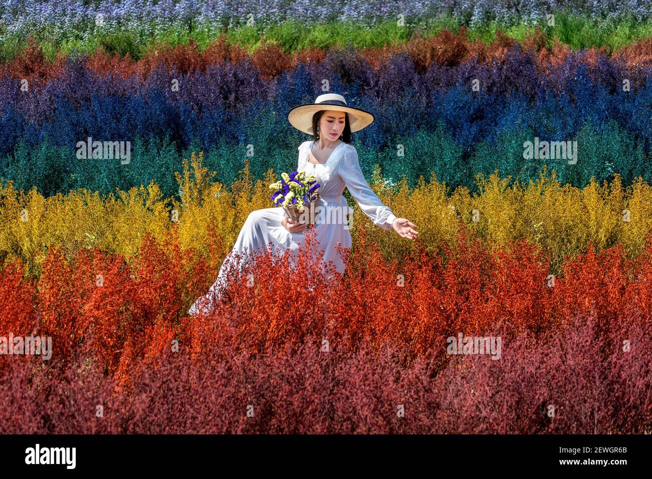 Schönes Mädchen in weißem Kleid sitzt in Cutter Regenbogen Blumen Felder, Chiang Mai. Stockfoto