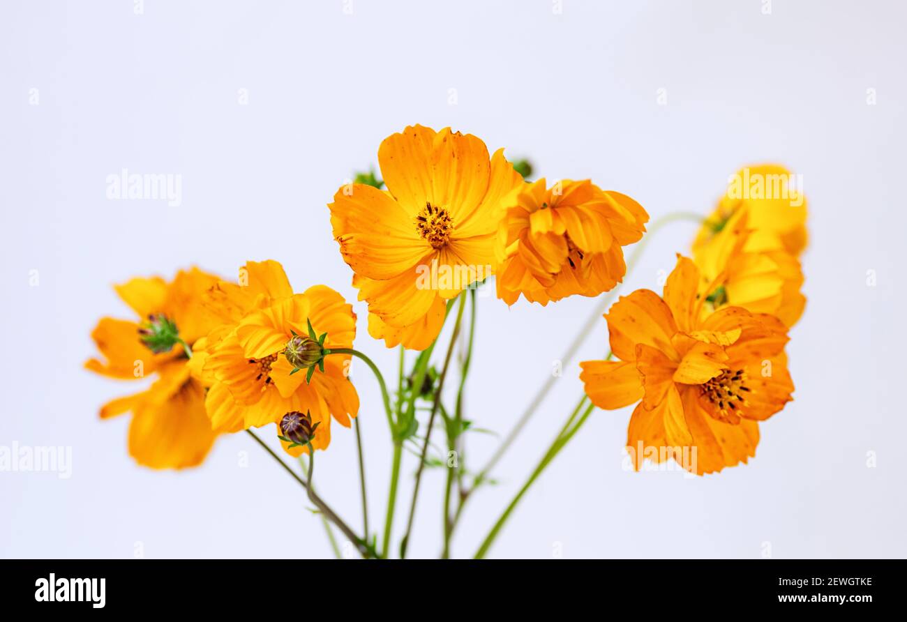Frischer Sommer Bouquet von orangen Kosmos Blumen auf weißem Hintergrund. Einrichtung mit Blumenmuster. Selektiver Fokus. Nahaufnahme. Stockfoto