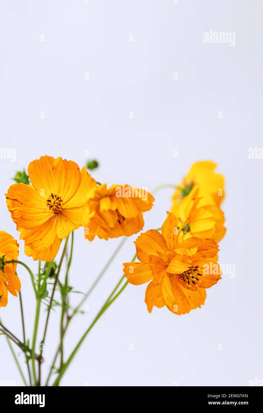 Frischer Sommer Bouquet von orangen Kosmos Blumen auf weißem Hintergrund. Einrichtung mit Blumenmuster. Selektiver Fokus. Nahaufnahme. Vertikales Zuschneiden. Stockfoto