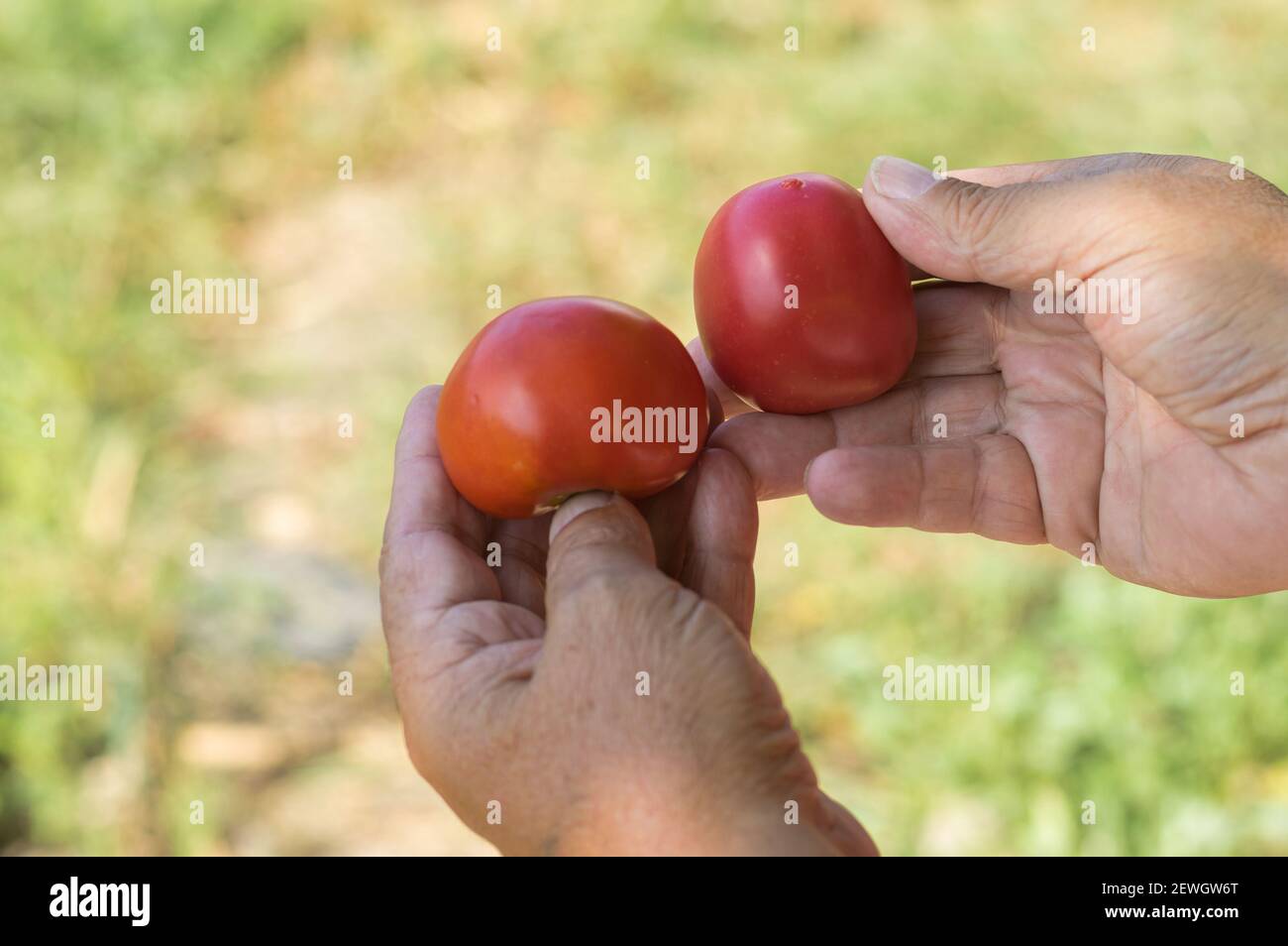 Farmer Hände nehmen zwei Bio-Tomaten gegen Sommer natürlichen Hintergrund Stockfoto
