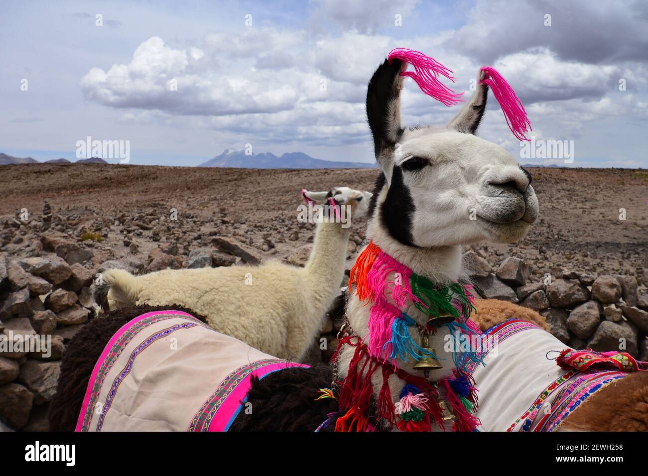 Lama (lama glama) mit bunten Wolle verziert. Chivay Umgebung, Peru Stockfoto