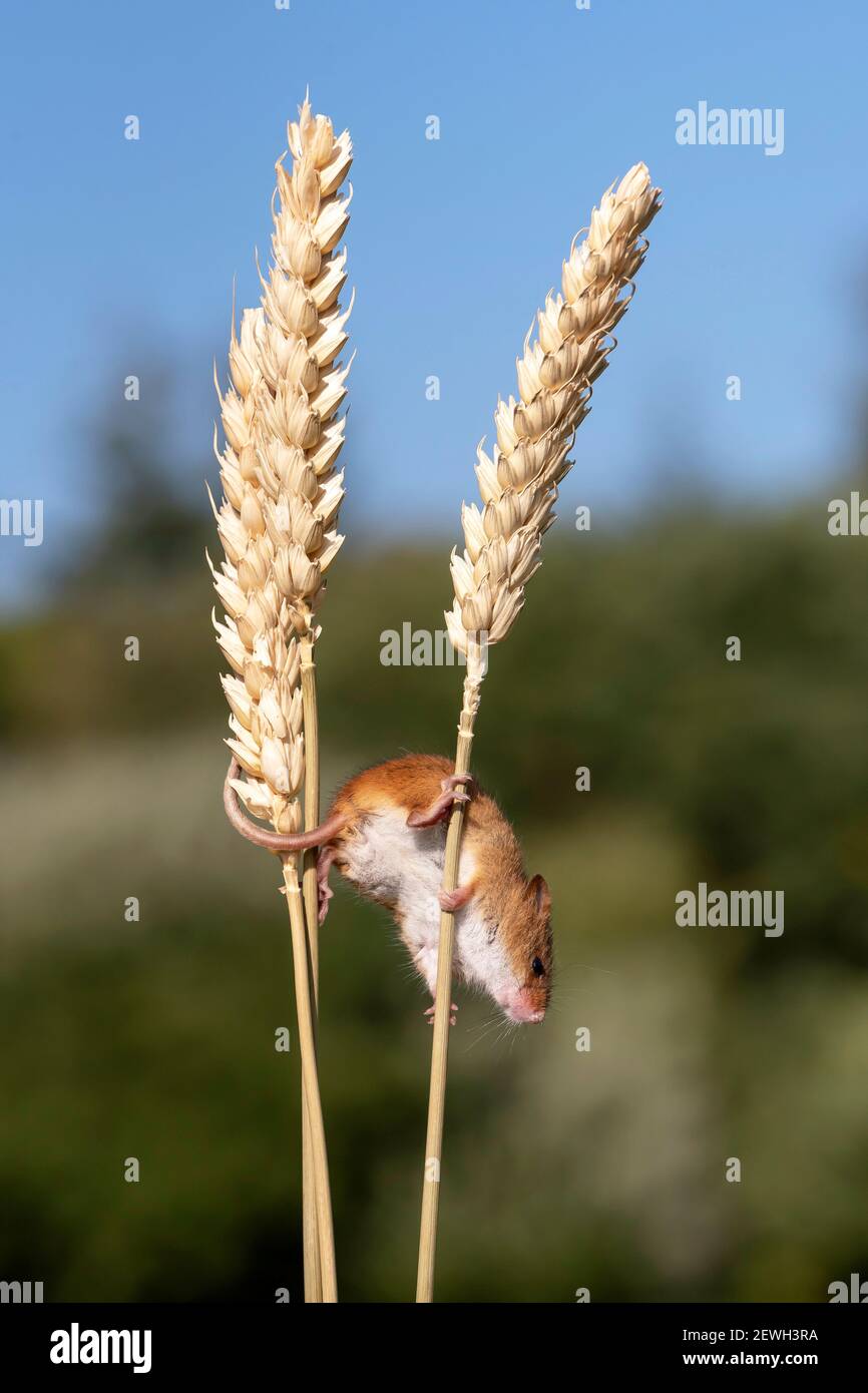 Ernte Maus (Micromys minutus) auf Weizenstielen, holt, Dorset, Großbritannien Stockfoto