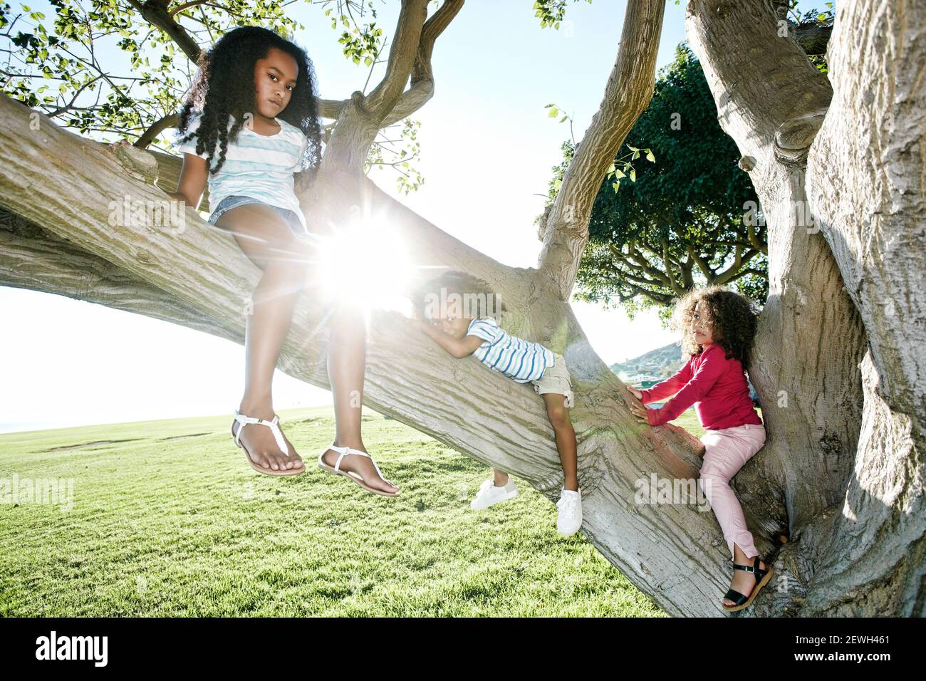 Junge Mischrennerin mit ihrer jüngeren Schwester und ihrem Bruder, die einen Baum klettert Stockfoto
