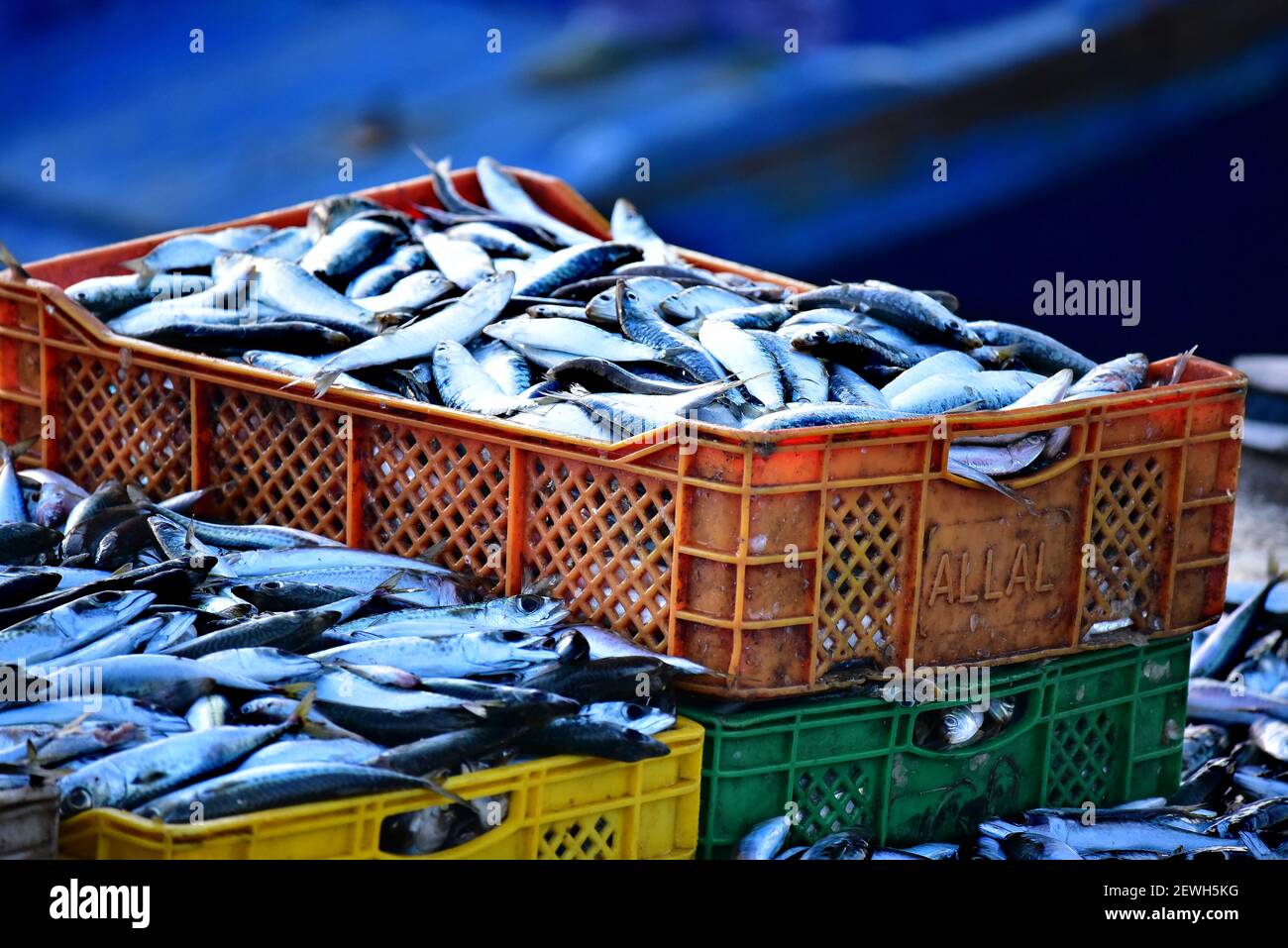 Frischer Fisch in Kisten am Hafen in Essaouira, Marokko Stockfoto