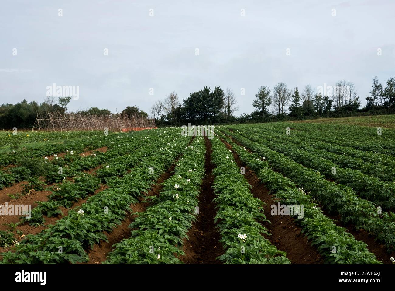 Blick entlang Reihen von Kartoffelpflanzen auf einem Bauernhof. Stockfoto