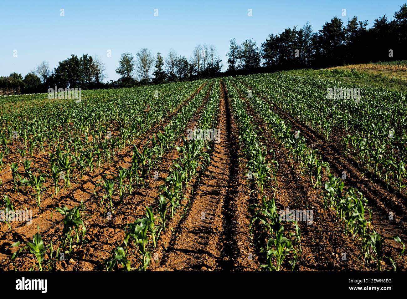 Blick entlang Reihen von Gemüse auf einem Bauernhof. Stockfoto