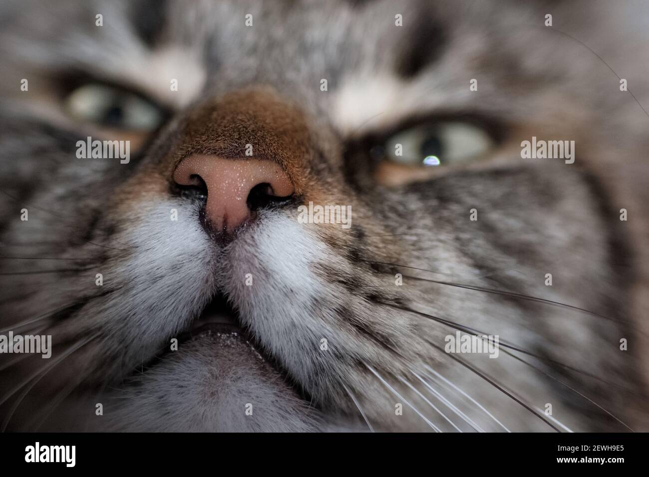 Nahaufnahme des Gesichts eines Ahnentyps grau schwarz Kat Stockfoto