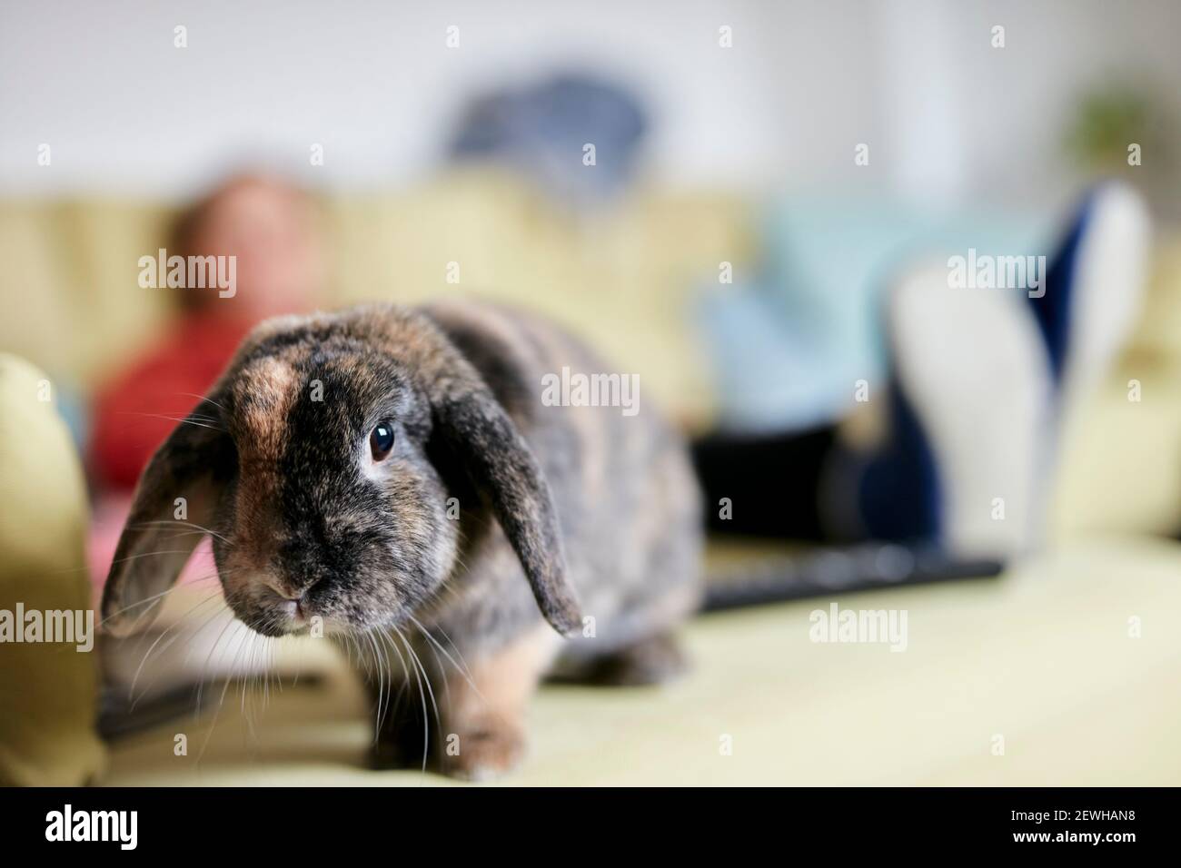 Porträt von Haustier Haus Kaninchen mit Floppy Ohren Stockfoto