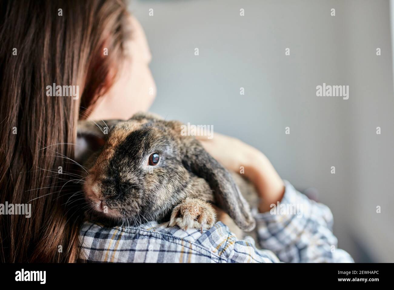 Porträt von Haustier Haus Kaninchen auf der Schulter der Frau Stockfoto