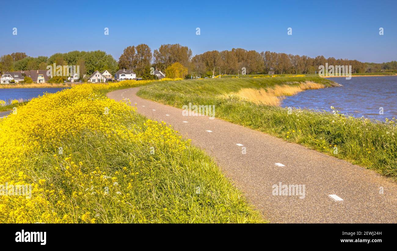 Radweg ohne Radfahrer auf einem Deich mit viel Gelbe Blüten in der Nähe des Dorfes Monnickendam in den Niederlanden An einem sonnigen Tag Stockfoto