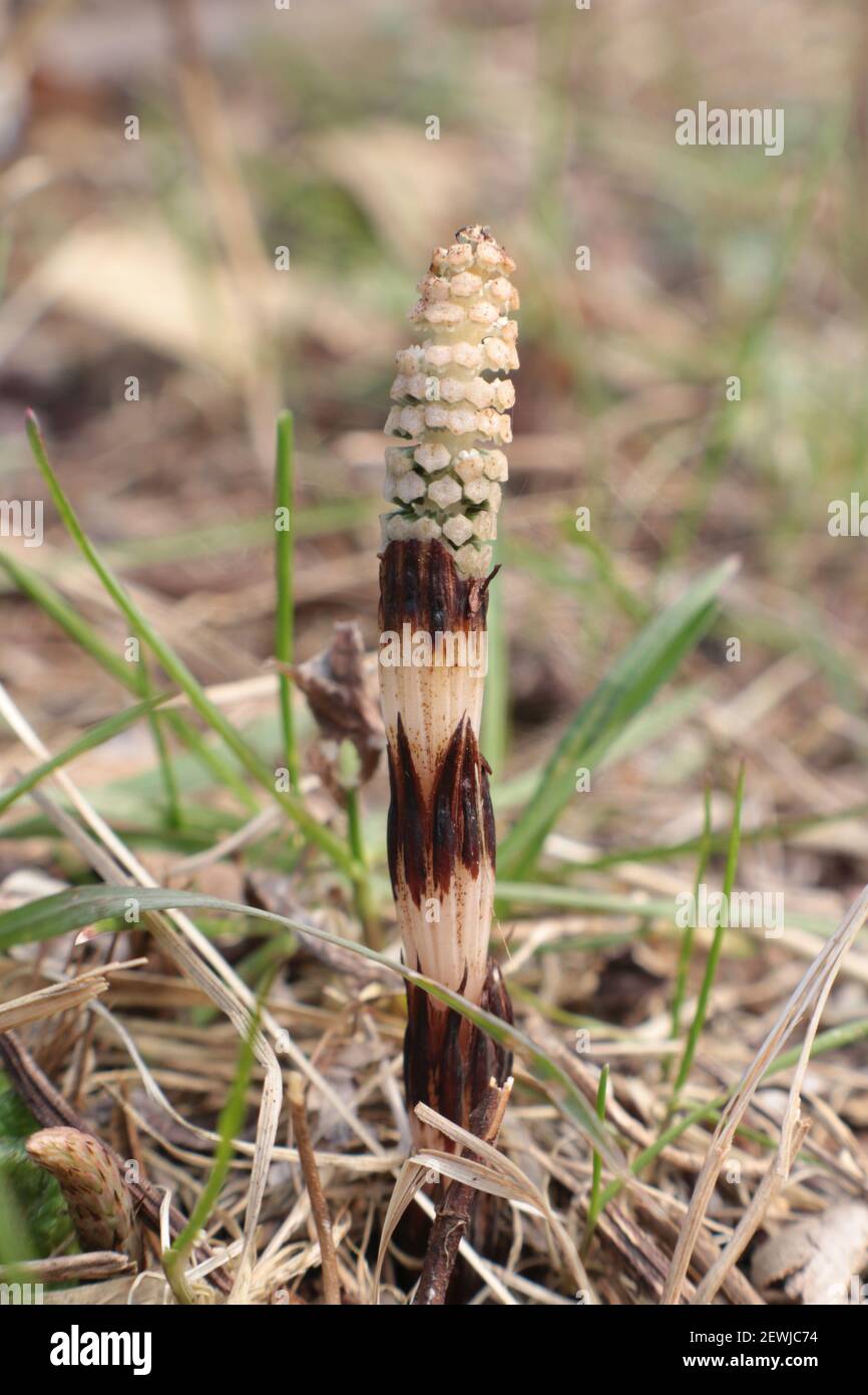 Ein einzelner Schachtelhalm-Spross wächst wild in einem Garten Stockfoto