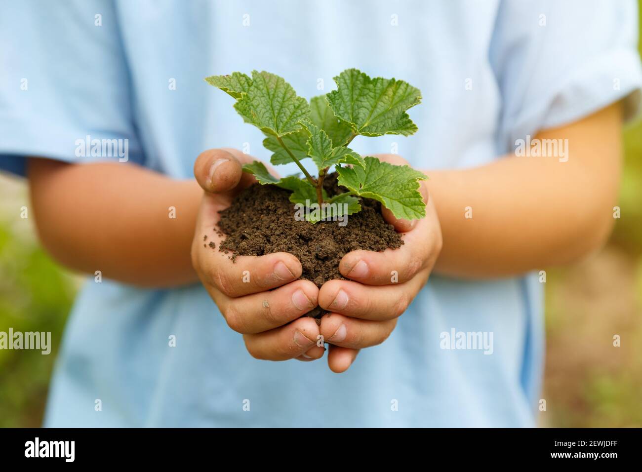 Neues Leben Pflanze Kind Hände halten Baum Natur leben Konzept Garten Gartenarbeit. Stockfoto