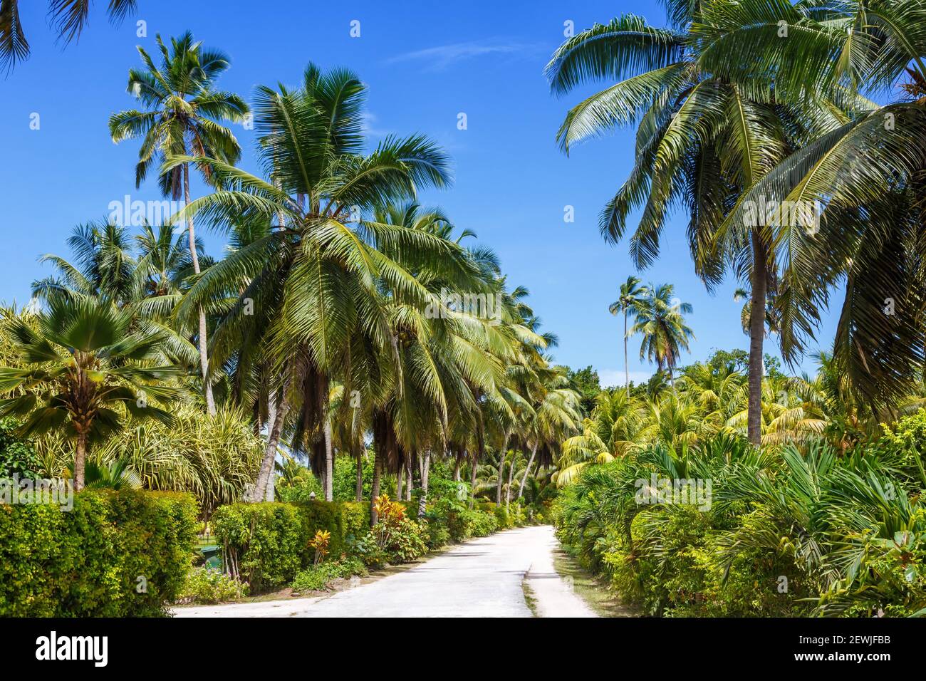 Palms Seychellen La Digue Pfad Urlaub Paradies symbolisches Bild Palmenurlaub. Stockfoto