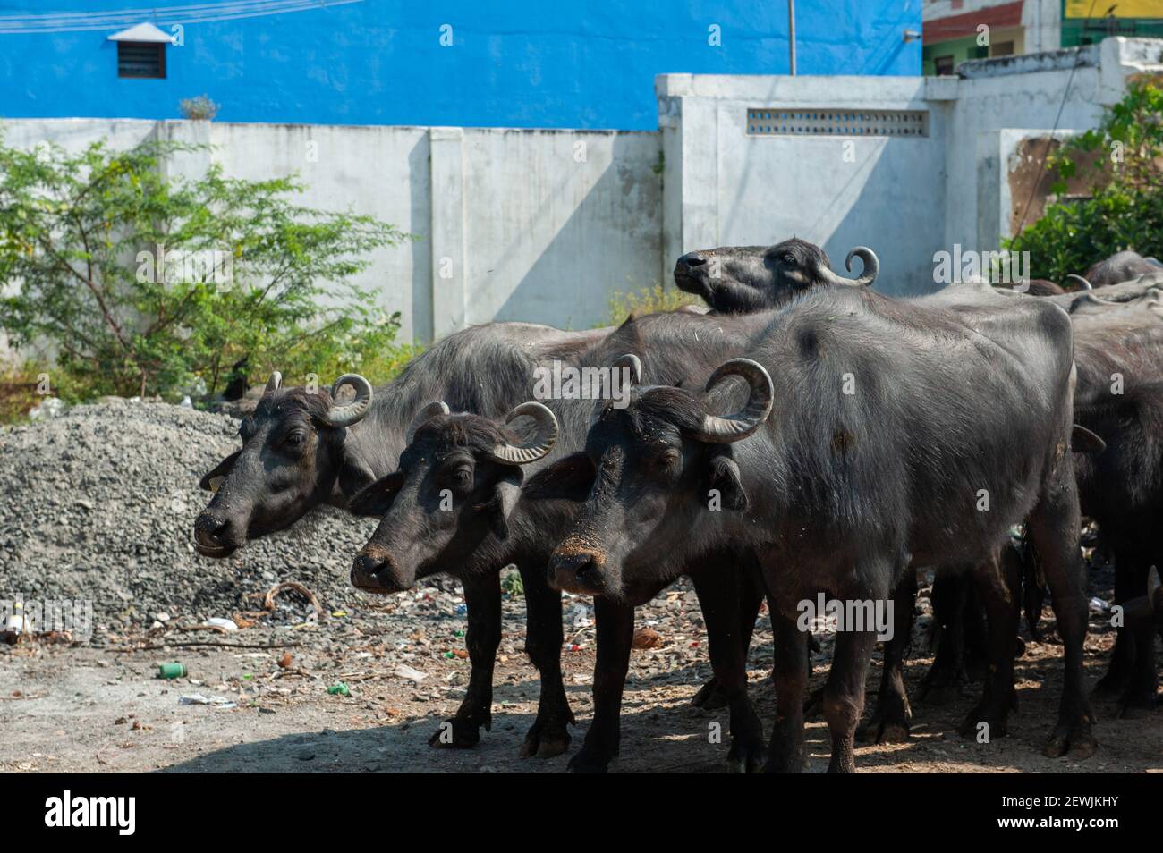 Pondicherry, Indien - 9. Februar 2021: Büffelherde auf der Straße. Stockfoto