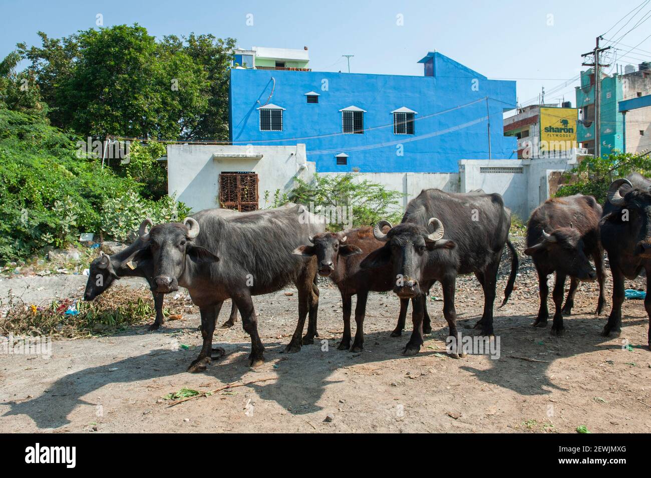 Pondicherry, Indien - 9. Februar 2021: Büffelherde auf der Straße. Stockfoto