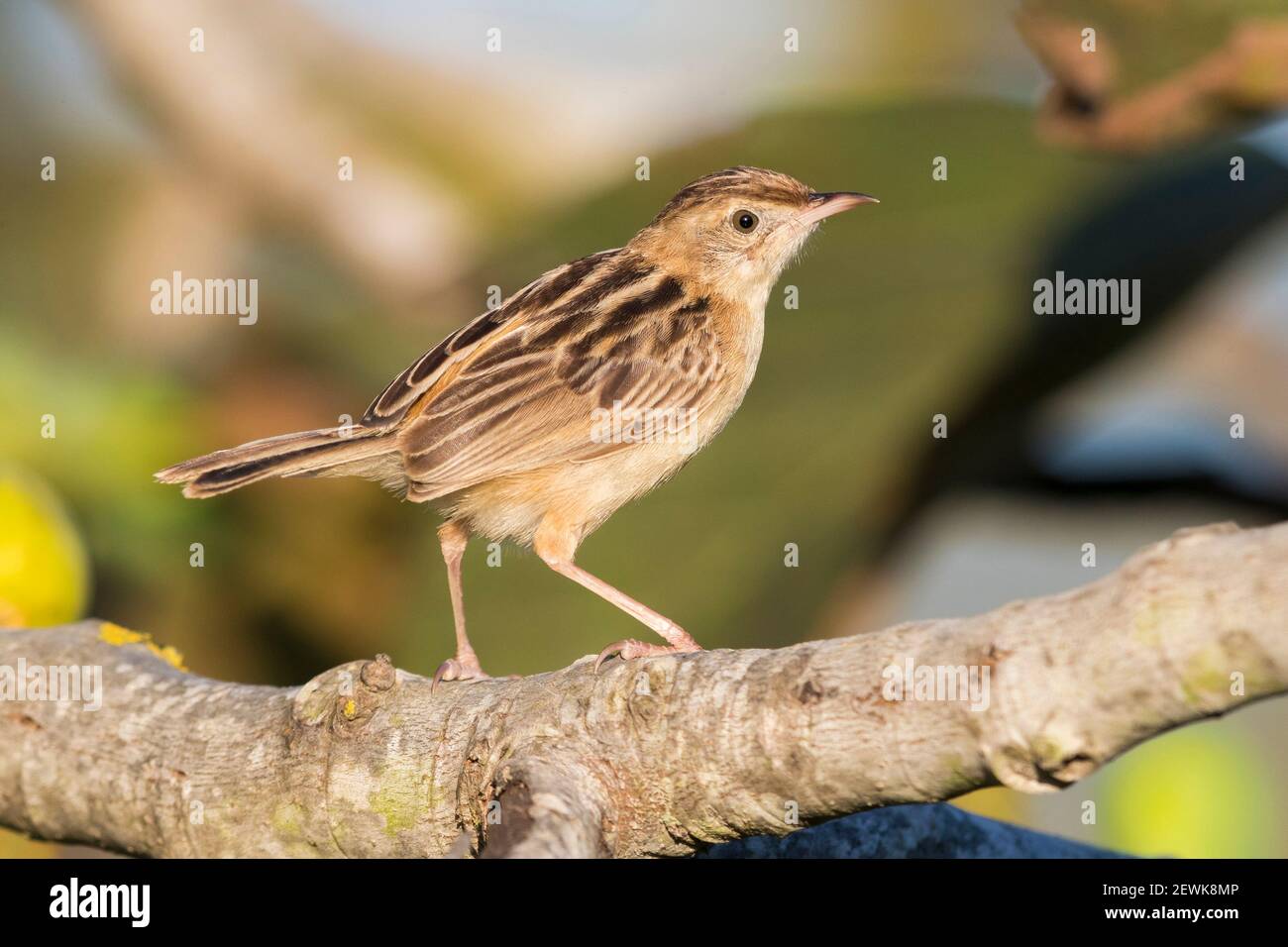 Zitting cisticola (Cisticola juncidis), Seitenansicht eines Erwachsenen auf einem Zweig thront, Kampanien, Italien Stockfoto