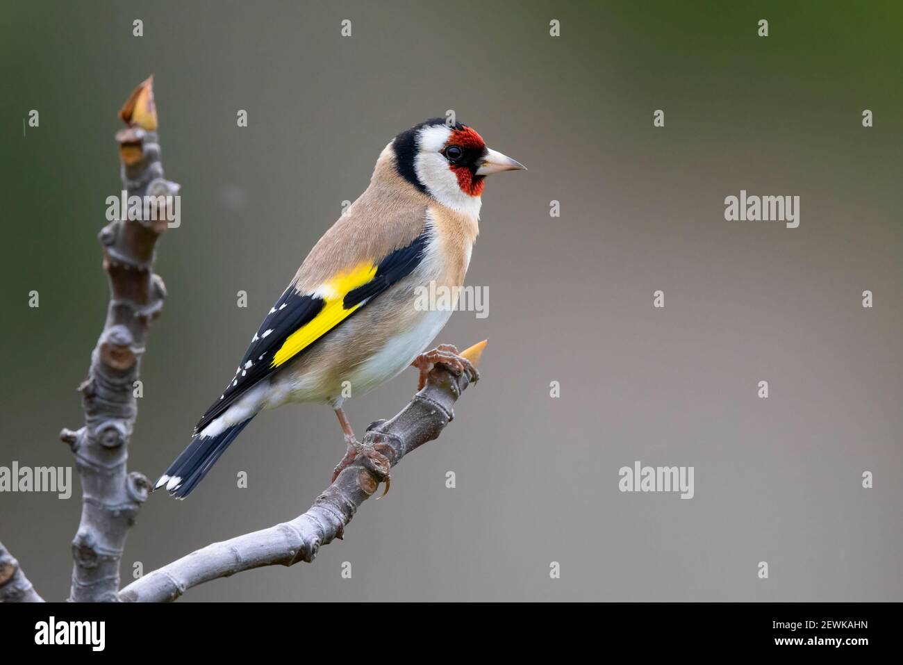 Europäischer Goldfink (Carduelis carduelis), Seitenansicht eines Erwachsenen auf einem Zweig, Kampanien, Italien Stockfoto