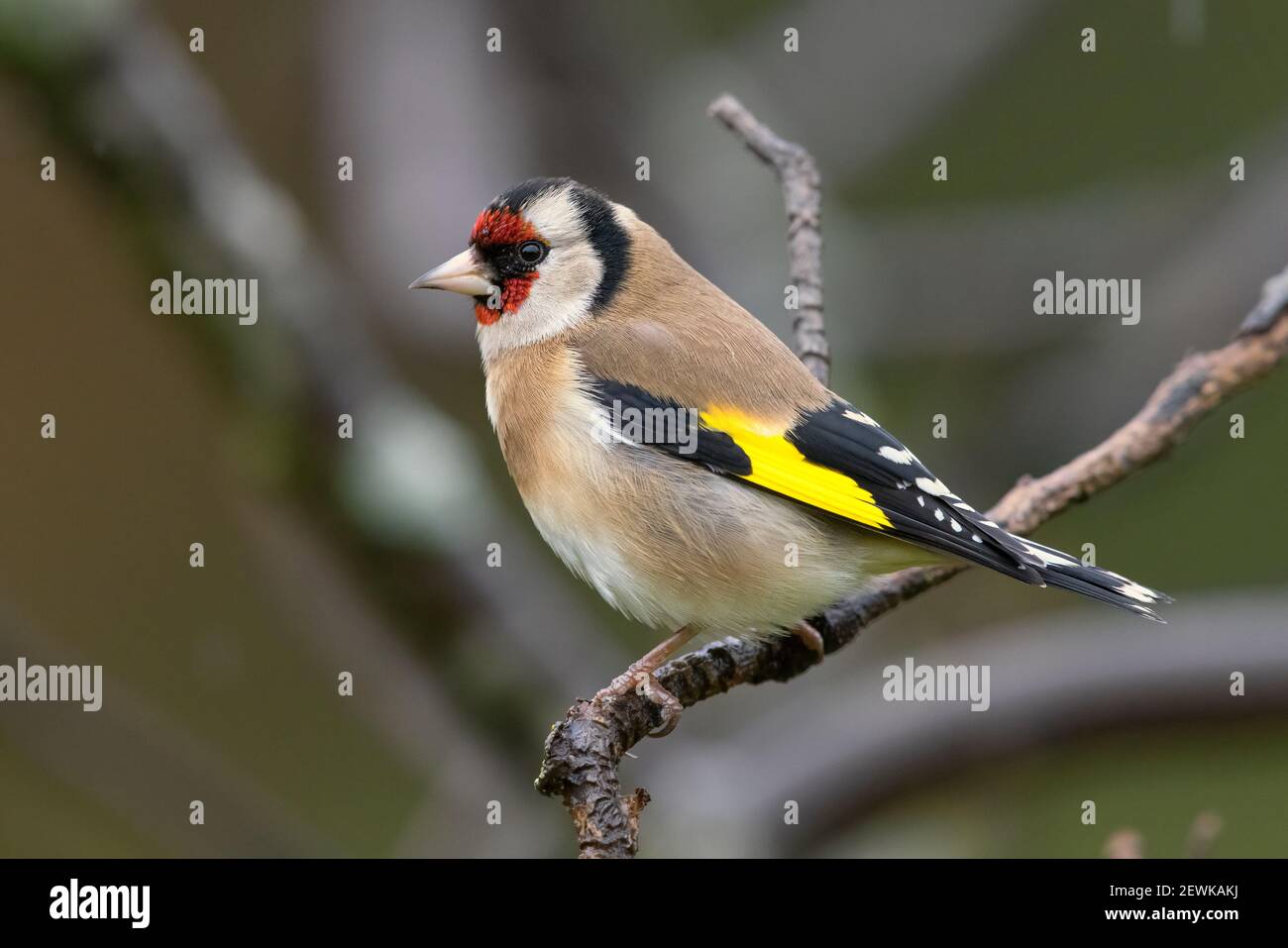 Europäischer Goldfink (Carduelis carduelis), Seitenansicht eines Erwachsenen auf einem Zweig, Kampanien, Italien Stockfoto