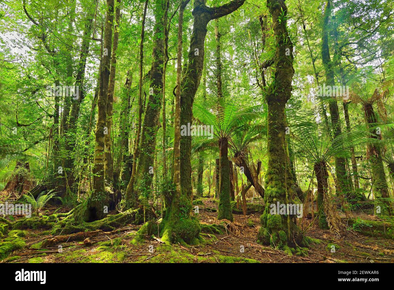 Styx State Forest: Big Tree Forest Reserve, Tasmanien (Australien) Stockfoto