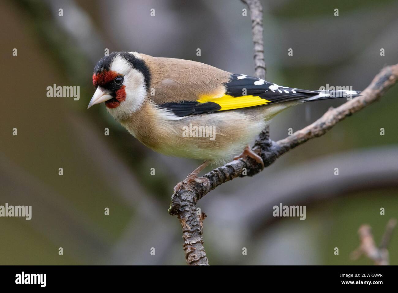 Europäischer Goldfink (Carduelis carduelis), Seitenansicht eines Erwachsenen auf einem Zweig, Kampanien, Italien Stockfoto