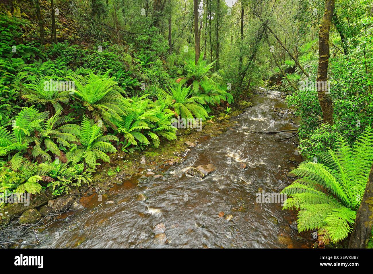 Dip Falls, Tarkine, Nordwesttasmanien, Australien Stockfoto