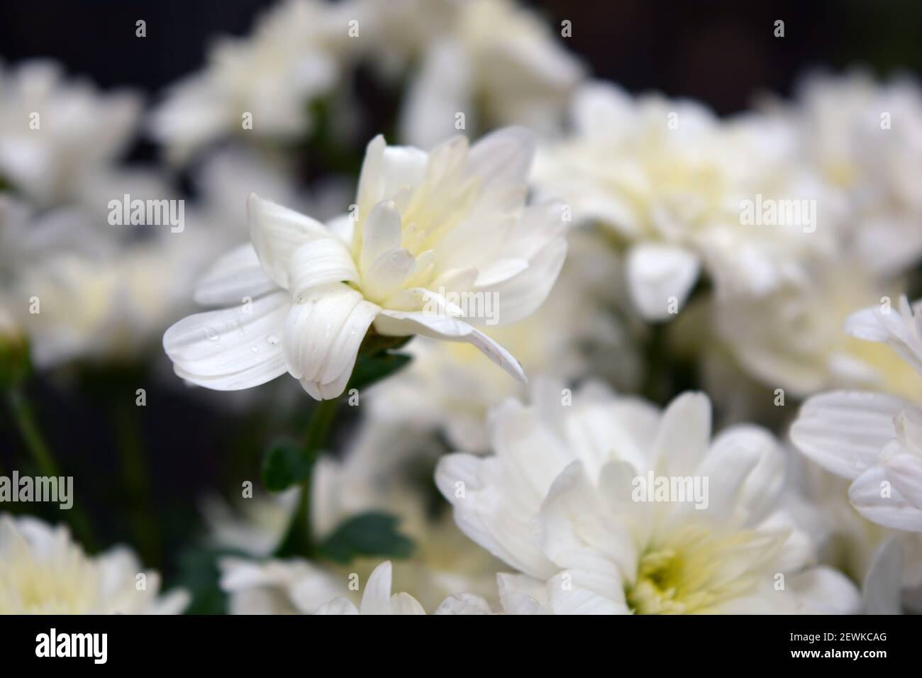 Hell schöne Herbst weiß duftende Blumen, weiße Chrysanthemen im ganzen Bouquet eng gelegen. Stockfoto