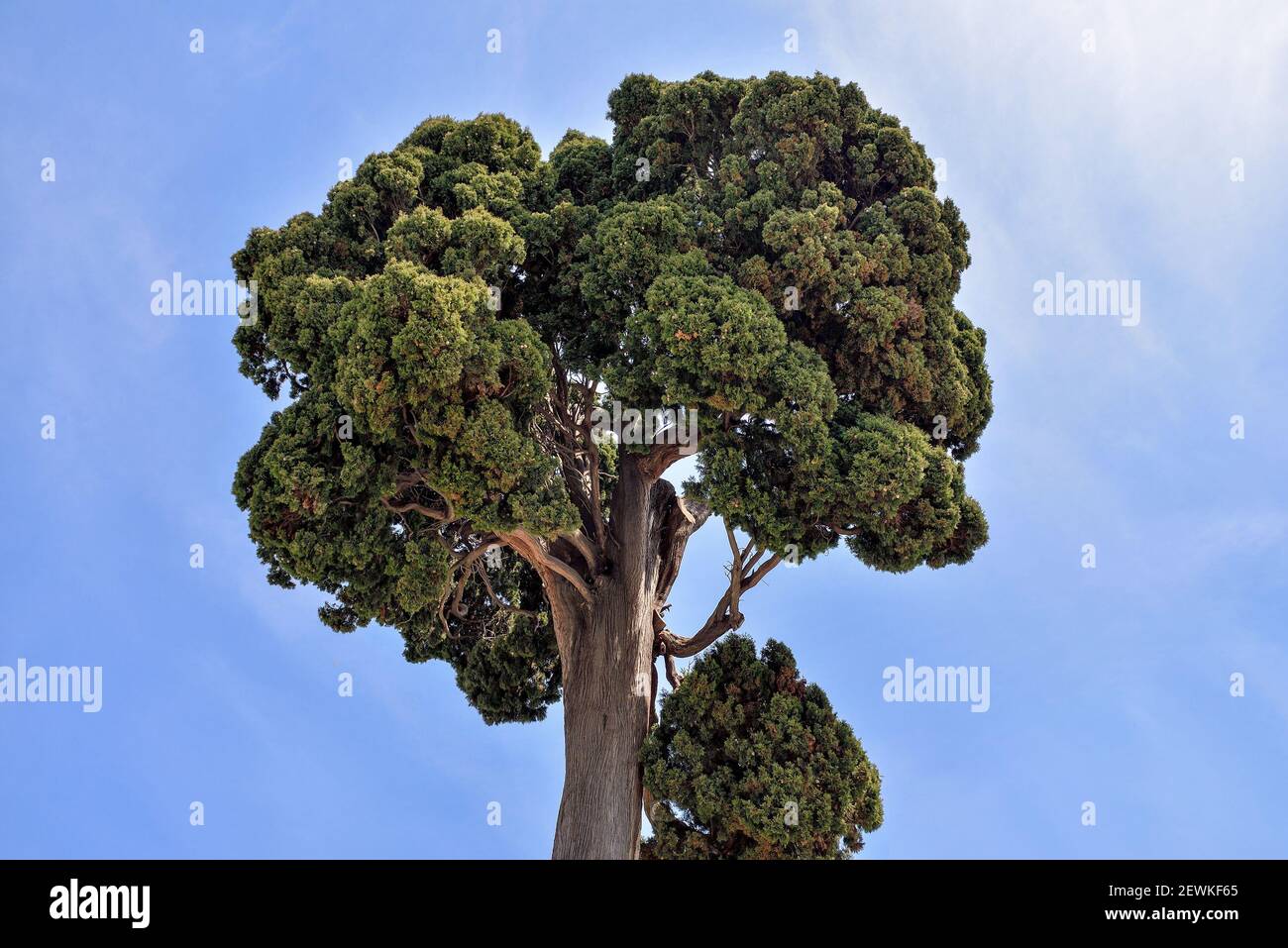 Einsamer Baum gegen den Himmel Stockfoto