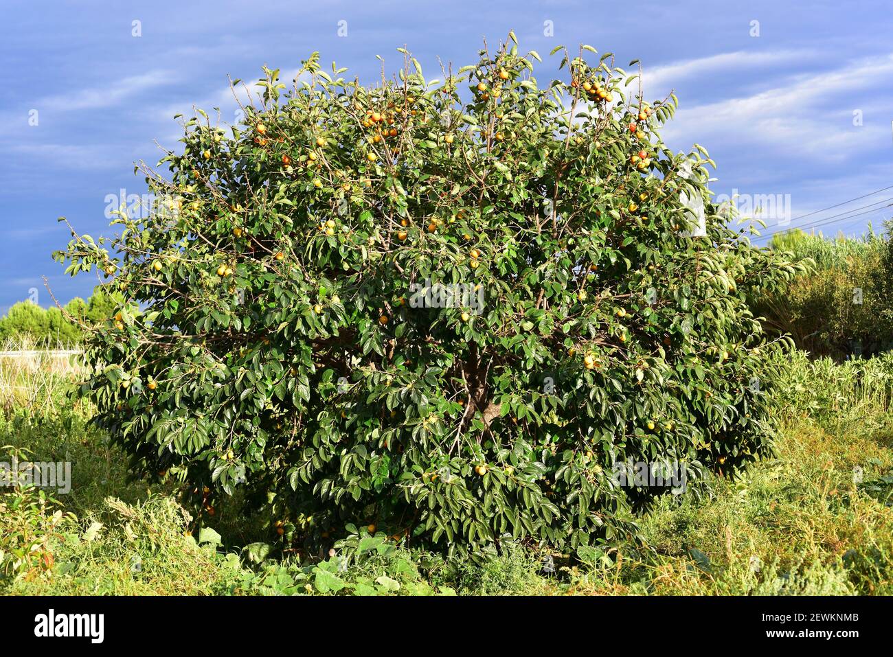 Chinesischer Persimmon oder orientalischer Persimmon (Diospyros kaki) ist ein Laubbaum aus Asien, der für seine essbaren Früchte weit verbreitet ist. Dieses Foto Stockfoto