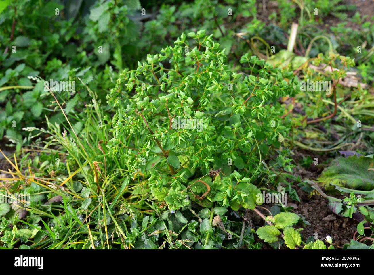 Euphorbia Peplus Stockfotos und -bilder Kaufen - Alamy