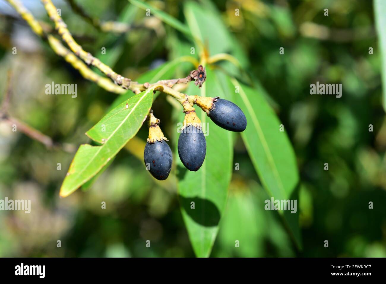 Viñatigo (Persea indica) ist ein immergrüner Baum, der endemisch in Macaronesien (Kanarische Inseln, Madeira und Azoren) ist. Reife Früchte und Blätter Detail. Stockfoto
