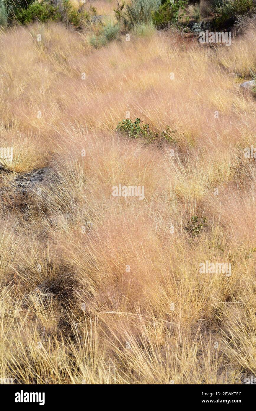 Welliges Haargras (Deschampsia flexuosa) ist eine mehrjährige Pflanze, die in Eurasien, Afrika und Amerika beheimatet ist. Dieses Foto wurde in Arribes del Duero Natural aufgenommen Stockfoto